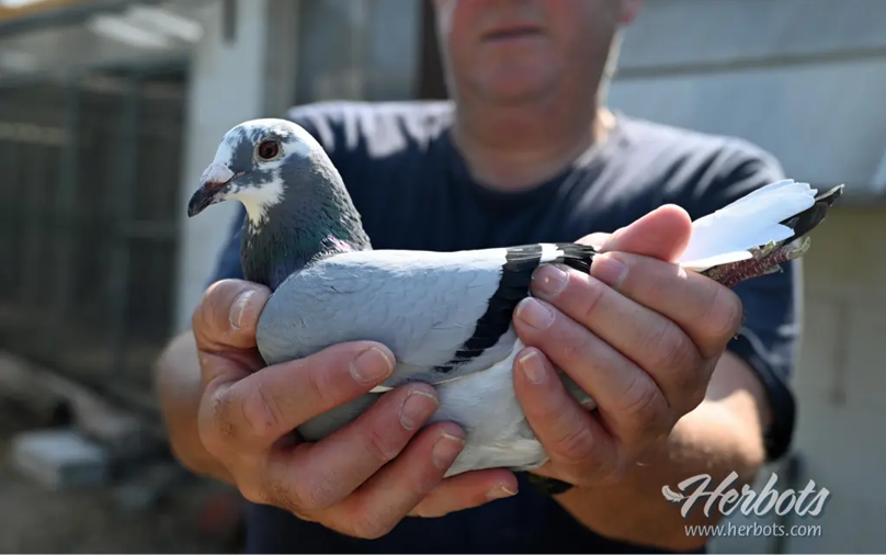 Van Eynde - Goovaerts